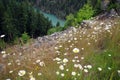 Skagit River daisies