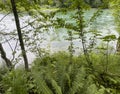 Skagit river in Washington state Cascade mountains during summer time with plush ferns and trees Royalty Free Stock Photo