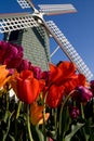 Skagit Tulip Festival, Washington State Royalty Free Stock Photo