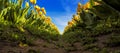 Skagit Tulips, Washington State Royalty Free Stock Photo