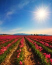 Skagit Tulips, Washington State Royalty Free Stock Photo