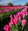 Skagit Tulips, Washington State Royalty Free Stock Photo