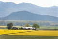 Skagit Valley Daffodil Field.