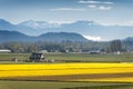 Skagit Valley Daffodil Field.