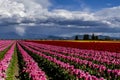 Skagit Valley Oregon Tulip Fields