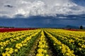 Skagit Valley Oregon Tulip Fields