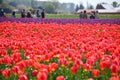 Skagit Valley Tulip Festival bursts with spring colors and crowds Royalty Free Stock Photo