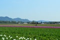 Skagit Valley Tulip Festival Day Royalty Free Stock Photo