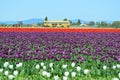 Skagit Valley Tulip Festival in full bloom Royalty Free Stock Photo