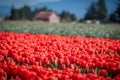 Rows of colorful Tulips carpet the Skagit Valley in western Washington state. Royalty Free Stock Photo