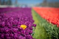 Rows of colorful Tulips carpet the Skagit Valley in western Washington state. Royalty Free Stock Photo