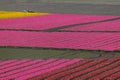 Rows of colorful Tulips carpet the Skagit Valley in western Washington state. Royalty Free Stock Photo