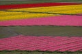 Rows of colorful Tulips carpet the Skagit Valley in western Washington state. Royalty Free Stock Photo