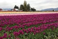 Skagit Valley Tulip Festival, Washington, Seattle Royalty Free Stock Photo