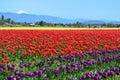 Skagit Valley Tulip Festival Royalty Free Stock Photo