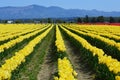 Skagit Valley Colorful Tulips Royalty Free Stock Photo
