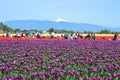 Mount Vernon Skagit Valley Tulip Farm Royalty Free Stock Photo