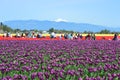 Mount Vernon Skagit Valley Tulip Farm