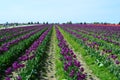 Purple Tulips in Skagit Valley Royalty Free Stock Photo