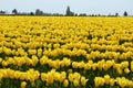 Skagit Valley Tulips Royalty Free Stock Photo