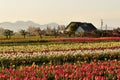 Skagit valley Tulip field and farmhouse Royalty Free Stock Photo