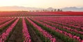 Skagit valley Tulip field at foggy sunrise Royalty Free Stock Photo