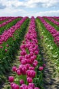 Skagit Valley Tulip Field