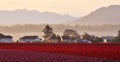 Skagit valley Tulip field at sunrise Royalty Free Stock Photo