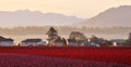 Skagit valley Tulip field at sunrise