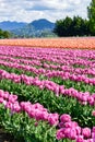 Skagit Valley Tulip Field