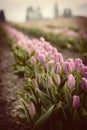 Skagit Valley Tulips Royalty Free Stock Photo