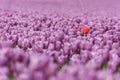 Skagit Valley Tulips Royalty Free Stock Photo