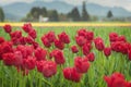 Skagit Valley Tulips Royalty Free Stock Photo