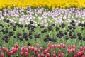 Skagit Valley Tulips Royalty Free Stock Photo