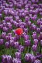 Skagit Valley Tulips Royalty Free Stock Photo