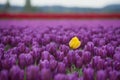 Skagit Valley Tulips Royalty Free Stock Photo