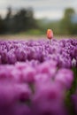 Skagit Valley Tulips Royalty Free Stock Photo