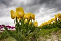 Skagit Valley Tulips Royalty Free Stock Photo