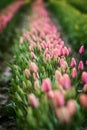 Skagit Valley Tulips Royalty Free Stock Photo