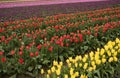 Skagit Valley Tulips Royalty Free Stock Photo