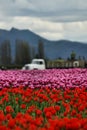 Skagit Valley tulips. Royalty Free Stock Photo