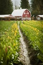 Skagit Valley Tulips. Royalty Free Stock Photo