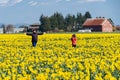 Daffodils blooming in field while people pose for photographs