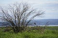 Skagit wildlife area crane on tree