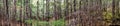 Skagway Alaska Hiking Trail Panorama of Forest Trees Royalty Free Stock Photo