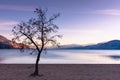 Leafless tree silhouetted against sunset sky, mountains, lake, and beach in autumn Royalty Free Stock Photo