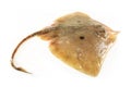 Skate fish Royalty Free Stock Photo