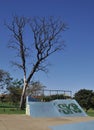 Skate ramp next to the dry tree Royalty Free Stock Photo