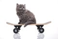 Skateboard, Little gray kitten