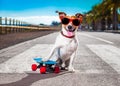 Skater dog on skateboard Royalty Free Stock Photo